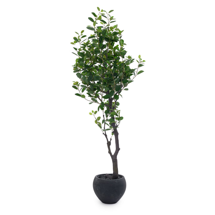 Eva Ficus Artificial Plant Dark Green