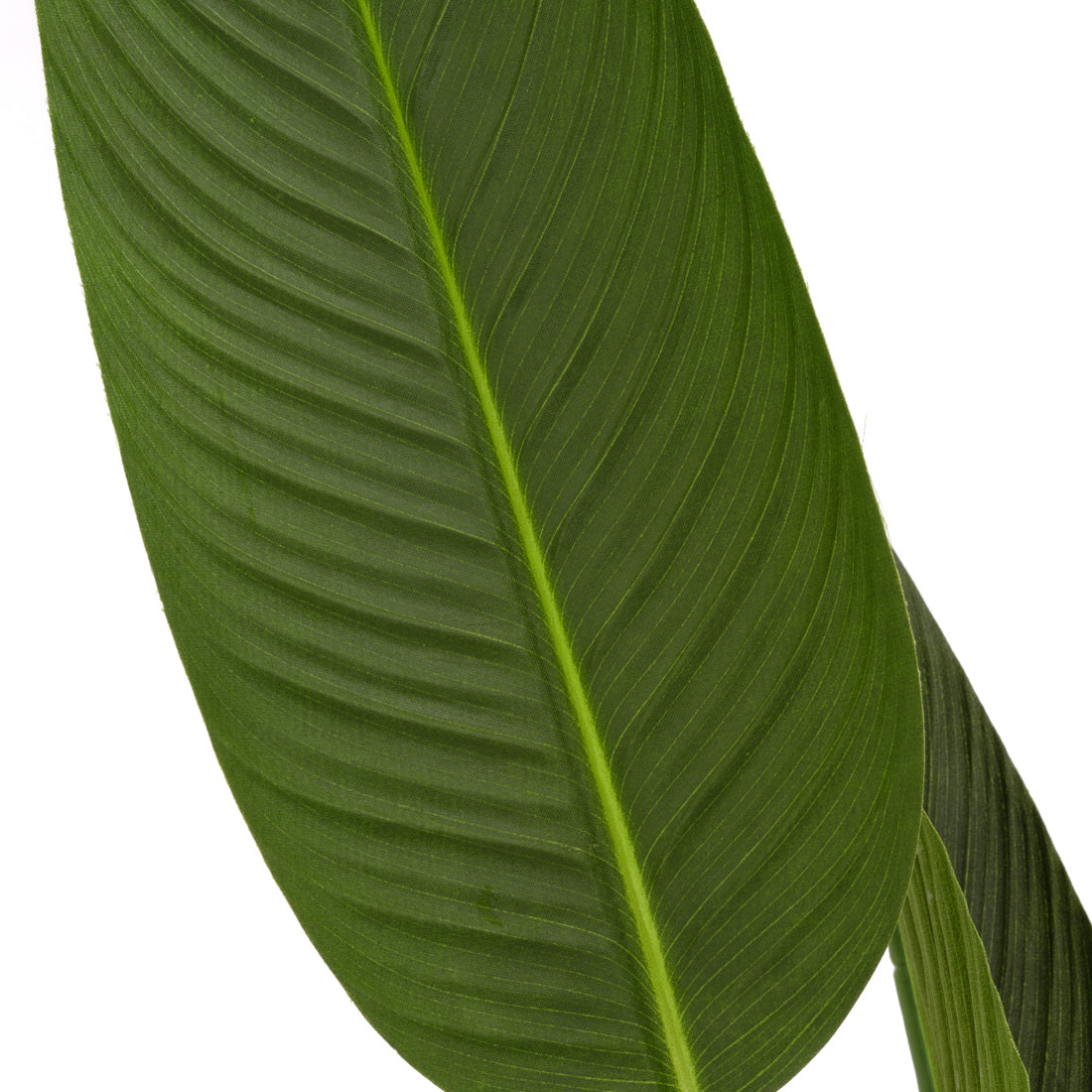Tropical Bird Artificial Plant Dark Green