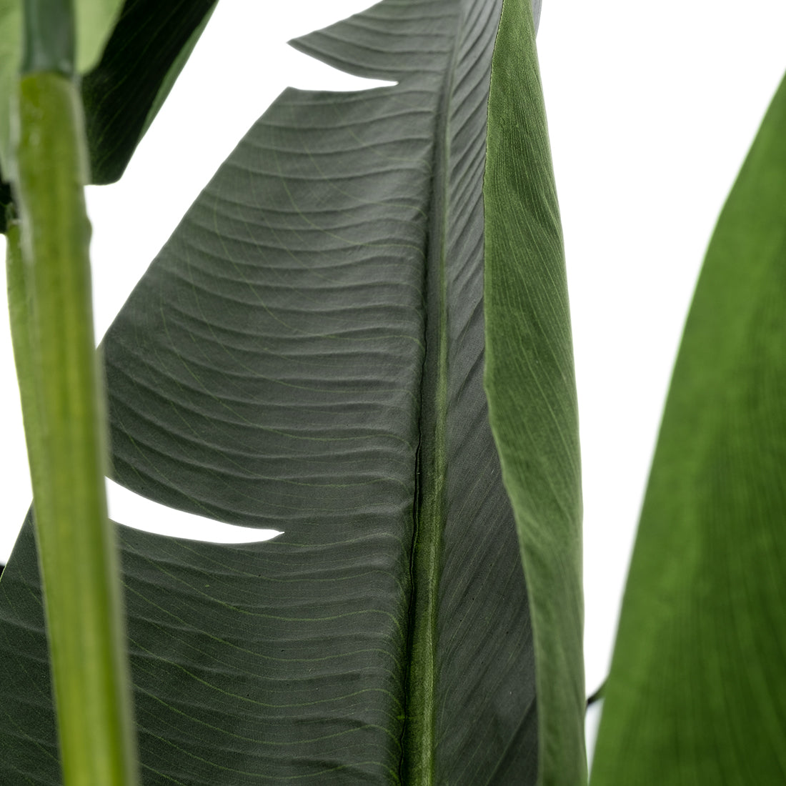 Saika Artificial Plant Dark Green