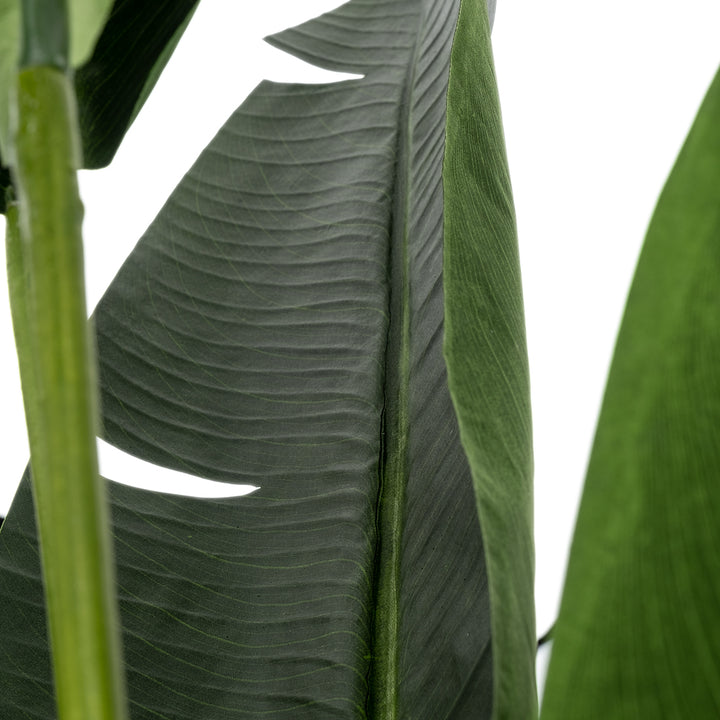 Saika Artificial Plant Dark Green