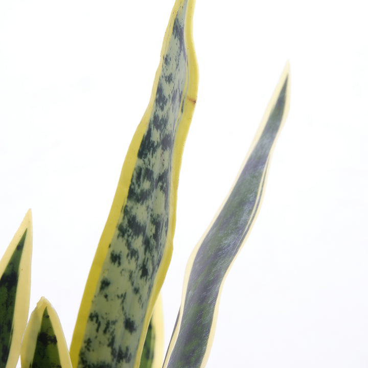 Sansevieria Artificial Plant Dark Green