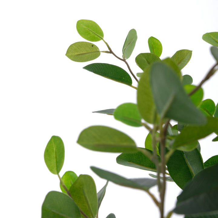 Eva Ficus Artificial Plant Dark Green