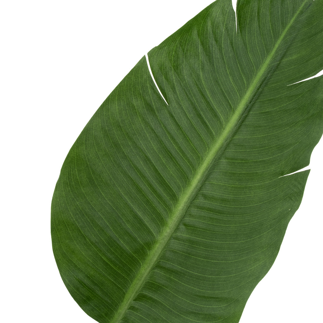 Saika Artificial Plant Dark Green