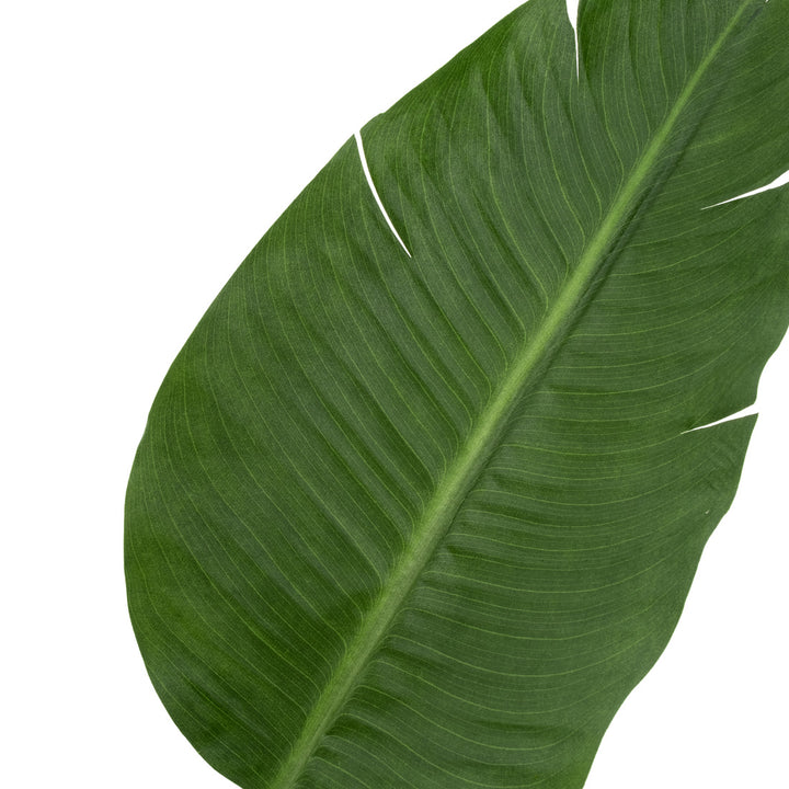 Saika Artificial Plant Dark Green