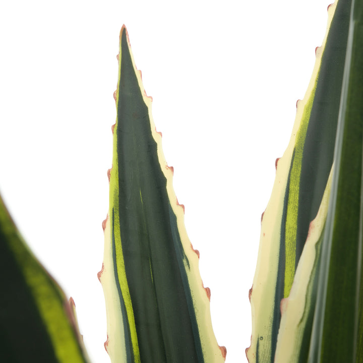 Agave Artificial Plant Dark Green